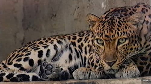 Valerio's Day Out Bild 1