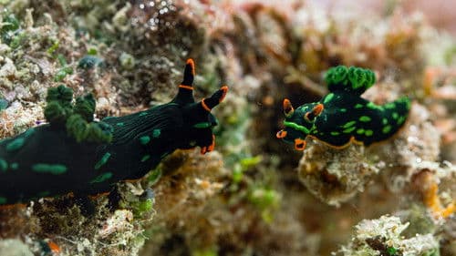 Planet der Liebe Bild 4