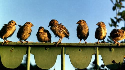 Kluci ze zámku Bild 1