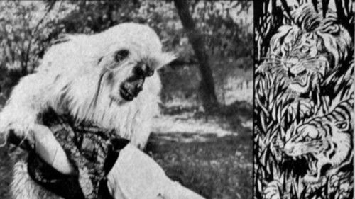 The White Gorilla Bild 1