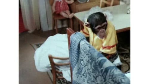 Украли зебру Bild 2