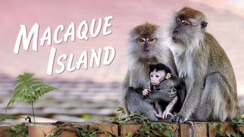 Macaque Island Bild 1