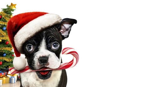 Bone - Allein zu Haus Bild 3