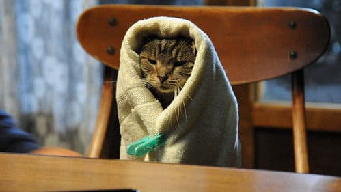 世界から猫が消えたなら Bild 3