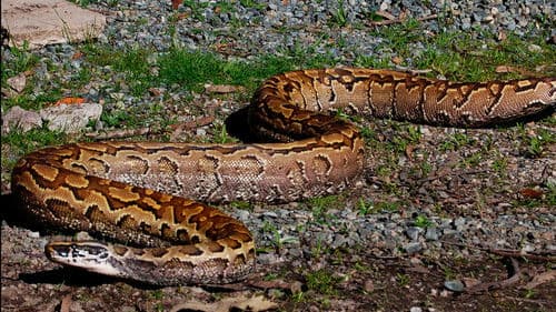 Devoured: Man-Eating Super Snake Returns Bild 2