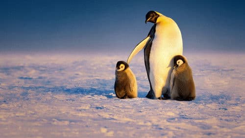 Die geheimnisvolle Welt der Pinguine Bild 6