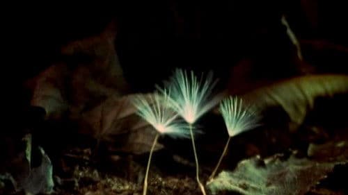 The Secret Life of Plants Bild 1