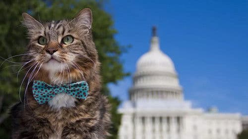 Wild About Hank Bild 1