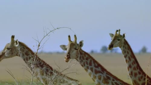 The Greatest Places:  Eine Reise zu den sieben Naturwundern der Erde Bild 2