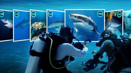 All the Sharks Bild 2