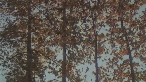 Self Decapitation Bild 1