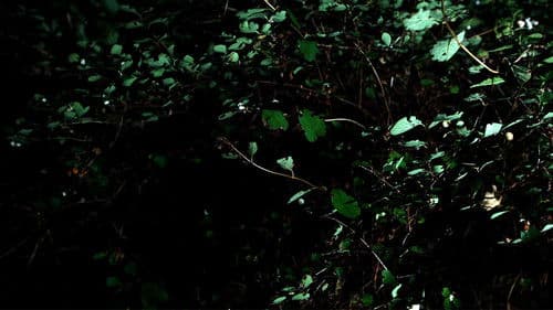 Cyclothymia of a Land Bild 1