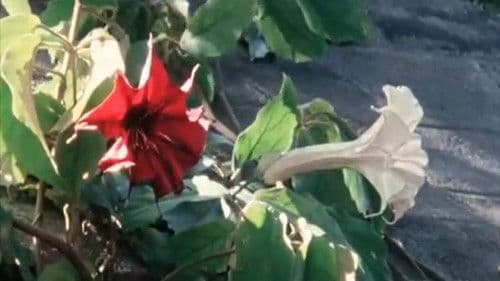 The Ice House Bild 4