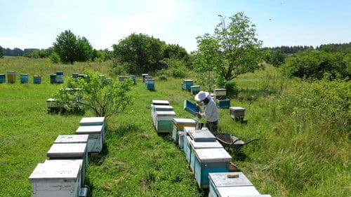 The Honey Bee Bild 3