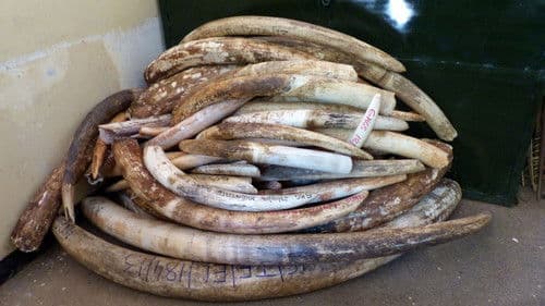 Кровавые бивни Bild 4