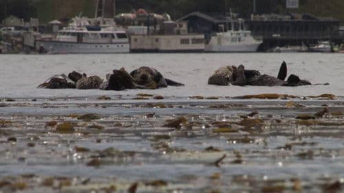 No Otter Zone Bild 1