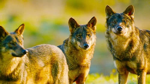 Iberia's Woodlands: Life on the Edge Bild 3