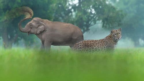 Thailand's Wild Side Bild 3