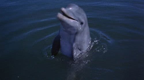 Neues Abenteuer mit Flipper Bild 2