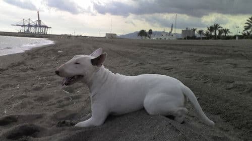 Bell mir das Lied vom Tod Bild 3