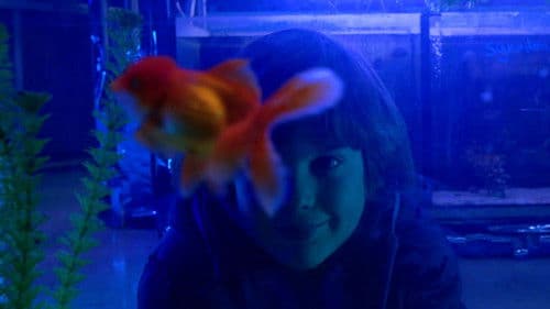 Χρυσόψαρο Bild 2