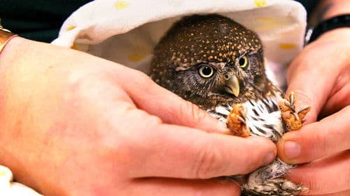 Alaskas Wildtier-Retter Bild 2