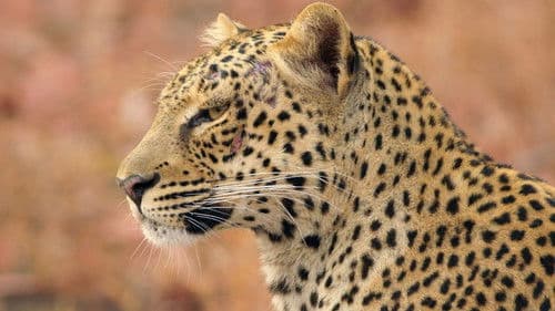 Zambia Untamed Bild 2