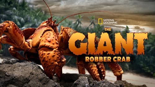 The Giant Robber Crab Bild 2