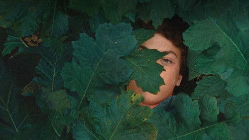 A Metamorfose dos Pássaros Bild 1