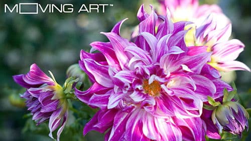 Moving Art: Flowers Bild 2