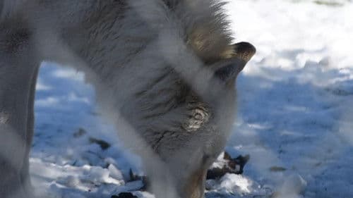 The First Canines Bild 1