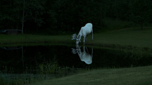 Skogens vita konung Bild 2