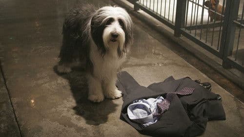 Shaggy Dog - Hör mal, wer da bellt Bild 4