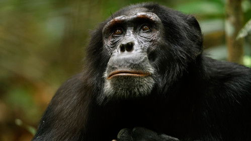 Im Reich der Schimpansen Bild 7
