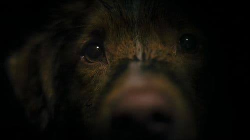 Good Boy - Trust His Instincts Bild 5