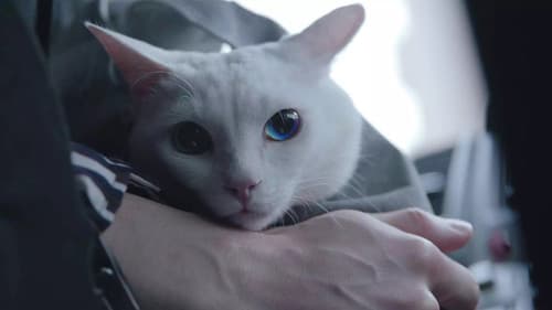 吾輩は猫である! Bild 1