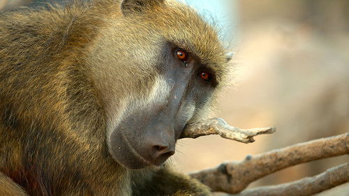 Natural World Bild 8