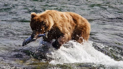 Wild Alaska Live Bild 3