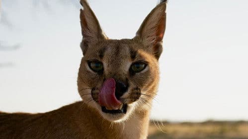 Die geheime Welt unserer Katzen Bild 2