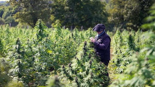 Cannabis, un paradoxe français Bild 2