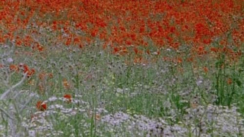 Hic rosa, partition botanique Bild 1