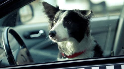 Ёлки лохматые Bild 2