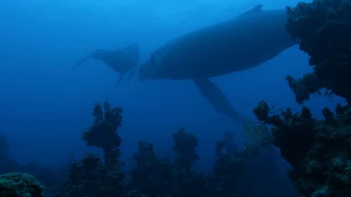 Atlantic: The Wildest Ocean on Earth Bild 4