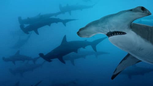 Hammerhaie Hautnah Bild 3