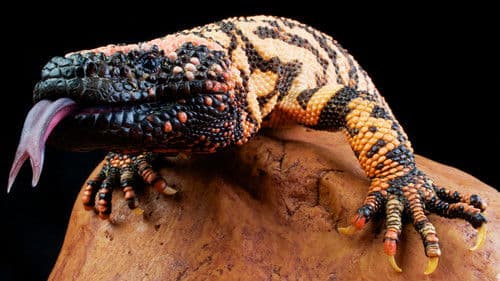 Tierische Jäger Bild 1