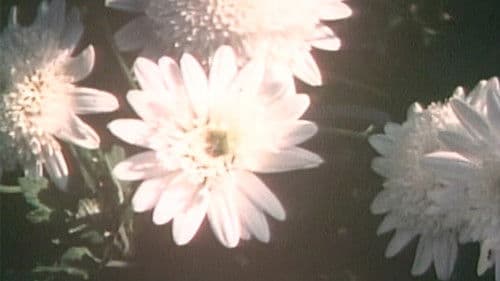 かたつもり Bild 3