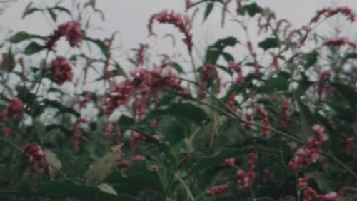 風景の死滅 Bild 4