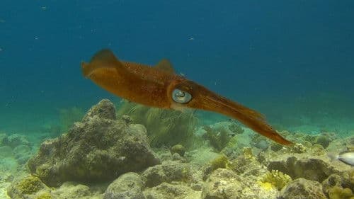 Fantastische Ozeane 3D Bild 1