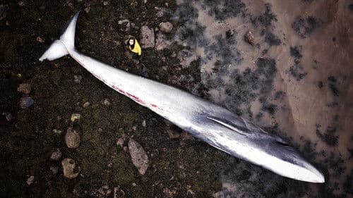 What Killed the Whale? Bild 1