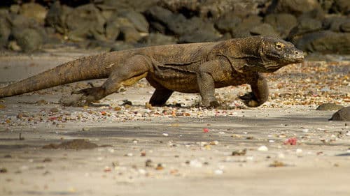 Predator Fail Bild 3